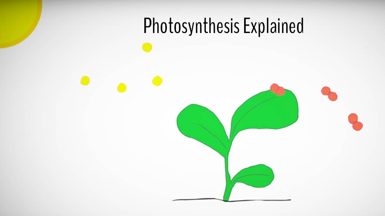Photosynthesis explained