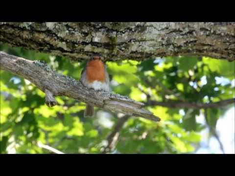 Spelande rödhake 2013-06-26