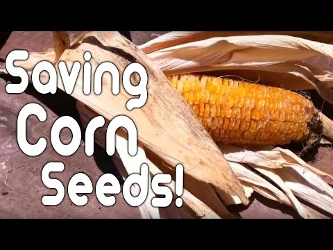 Saving corn seeds