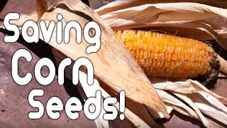 Saving corn seeds!