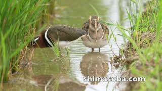 オグロシギ、コアジサシ到着　タマシギは繁殖期(動画あり)