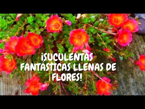 Una Flor - La Verdolaga