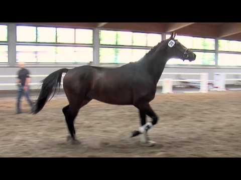 13. Junghengst v. Johnson / Werther