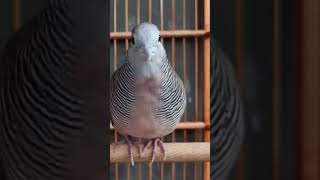 Download lagu Perkutut Betina Gacor mp3 Download lagu Perkutut Betina Gacor mp3