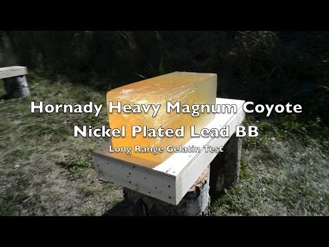 Long Range Shotgun Test! 12 Gauge BB - Hornady Heavy Magnum Coyote