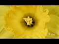 Blooming Narcissus Time Lapse