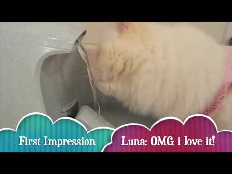 Water Fountain Review