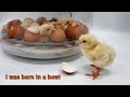 I Was Born In A Bowl Automatic Chicken Incubator