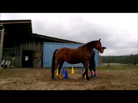 23.3.16 Clickern: Freies Longieren #1