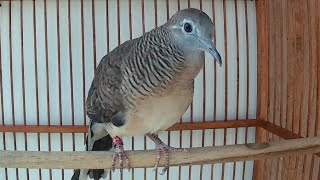 Download lagu Perkutut Lokal Crossing Umur 2 Bulan Belajar Bunyi mp3