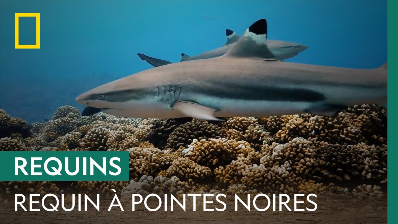 Tout savoir sur le Requin à Pointes Noires | Shark Education Club