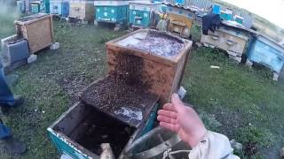 Как поймать пчел воровок в ловушку
