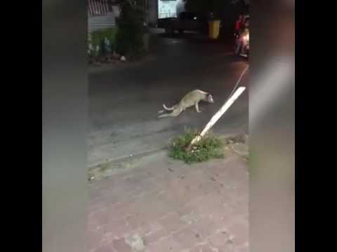 anjing-paling-bokis-sedunia