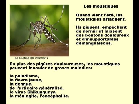 comment soulager piqures de moustiques