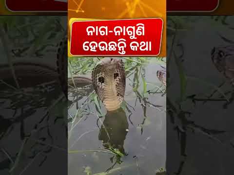 ମାଡୁଛି ପାଣି, ଆଉ ଏଠି ଏମାନଙ୍କ ମେଳି । Snake in Kendrapara Ali   Odia News   Rain in Odisha