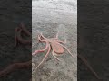 Octopus Octopus Fishing Aagrikoli Viralshorts