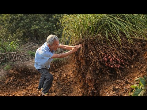 Crazy 87-Year-Old Grandpa Quits The City — Fighting the silent invasion of the wild.