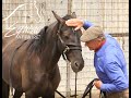 Equine Affaire Educational Program Monty Roberts Performs Join Up With A Wild Horse