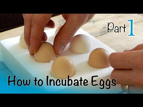 How to Incubate and Hatch Eggs | Part 1 of 3 | Setting...