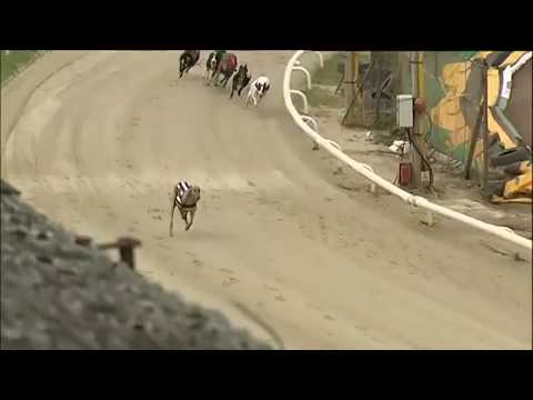 73rd British Bred Produce Stakes Semi Final - King Sheeran