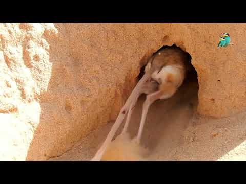 Watch the jerboa(Dipodidae) dig his hole