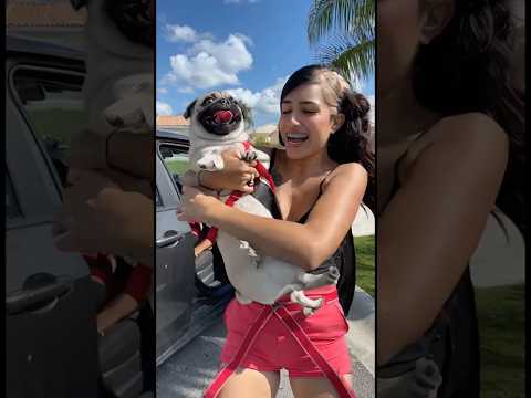 Le enseñé ami perro 🐶 a manejar #trending #viral #funny #comedy