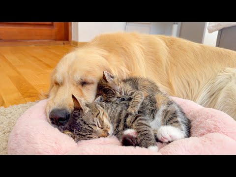 Unbreakable Bond Between a Golden Retriever and His Kittens