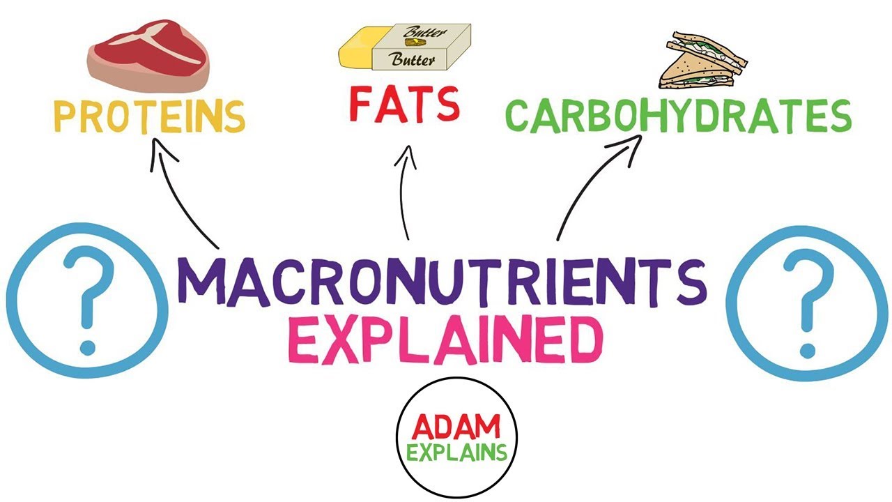 What Are Macronutrients? | Macros Explained