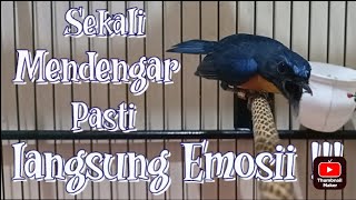 Download lagu Pancingan ampuh Tledekan gunung gacor full emosi,tledekan anda d jamin ikut emosi mp3