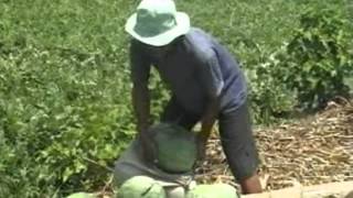 preview picture of video 'Budidaya Semangka (watermelon) Saat Panen'