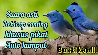 Download lagu SUARA ASLI BURUNG KEHICAP RANTING DI ALAM LIAR EDISI KHUSUS PIKAT mp3