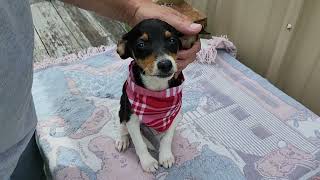 Video preview image #1 Rat Terrier Puppy For Sale in Bandera, TX, USA