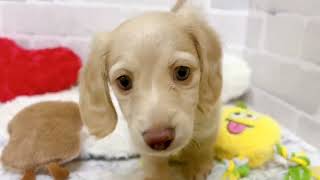 ミニチュアダックスの動画02