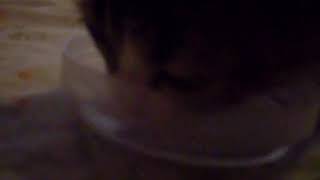 Asmr #9 Cute kitty drinking water