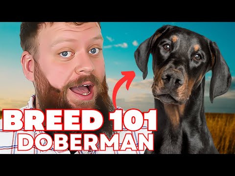 Sollten Sie sich einen Dobermann zulegen?! Alles, was Sie über den Dobermann wissen müssen