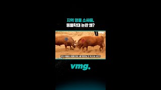 지역 명물 소싸움, 동물학대 논란 왜? / 비디오머그 #shorts