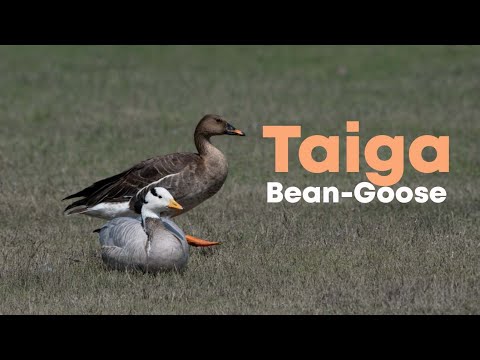 Taiga Bean Goose Anser fabalis 4K — pozorovanie kŕdľa v mokradi