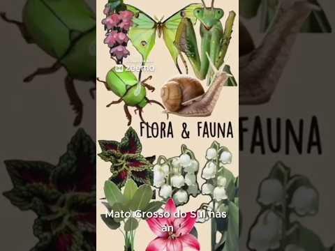 Relevo, fauna e flora do Mato Grosso do Sul #biologia #geografia