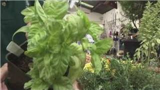 Beginners Vegetable Gardening : Herb Garden on the Balcony