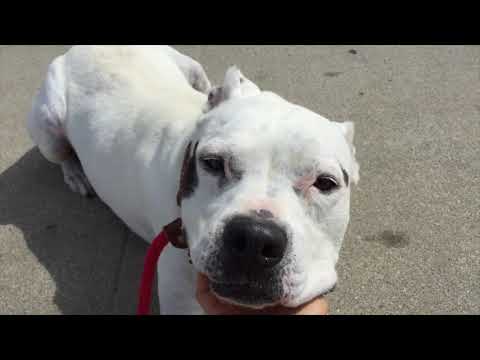 LAILA - SUPER SENIOR, an adoptable American Staffordshire Terrier & Pit Bull Terrier Mix in Pasadena, CA_image-1