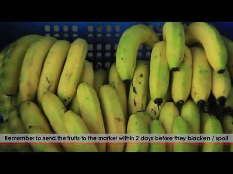 650 Ml Repylene 6 (Aerosol C2H4 Gas Spray Can)Fruit Ripening Gas Spray Can