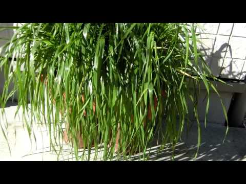 園芸 ライグラス