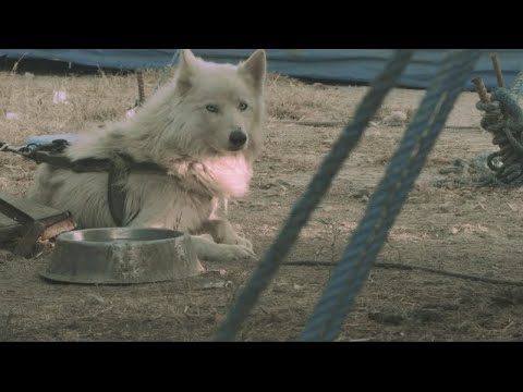 Pata de Perro - ENTRE CALLES (video oficial)