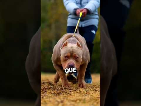 3 perros peligrosos del mundo y el último es el más peligroso