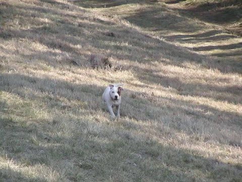 Prokopák a Luka pod Medníkem
