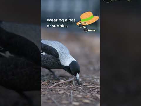 Have you ever been swooped by a magpie?