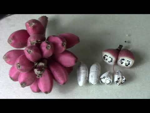 image-Are pink bananas edible?