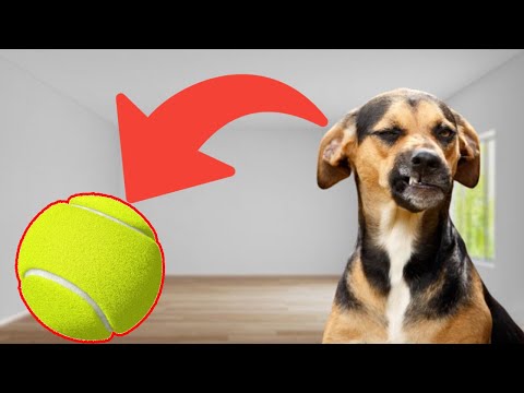 Tego NIE LUBI twój pies