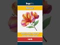 bloom (verb) - definition and usage in English