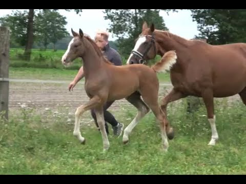 *2019 Stute von Uston (Uriko) - Salito